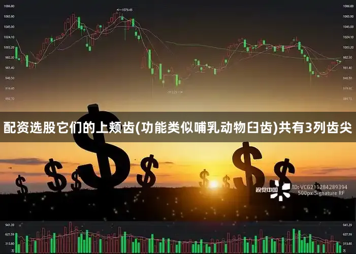配资选股它们的上颊齿(功能类似哺乳动物臼齿)共有3列齿尖